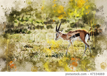 Wild Thompson's gazelle or Eudorcas thomsonii in savannah 47334869