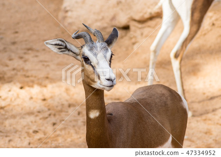 African Thomson's Gazelle Eudorcas Thomsonii  47334952
