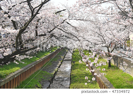 Kanagawa prefecture Kawasaki city Nakahara-ku Sumiyoshi Zakura 47334972