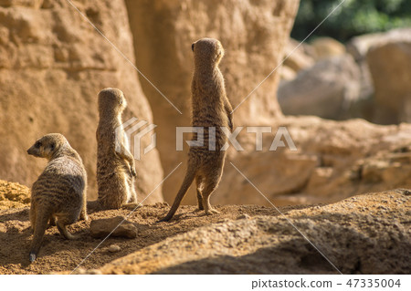 Two alert Meerkats standing looking at the horizon on guard, curious gesture 47335004