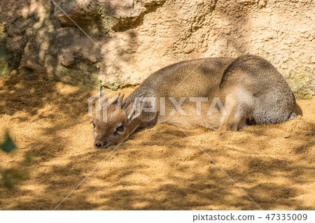 Danara Dik Dik, from southern africa. Danara Dik Dik, from southern africa. 47335009