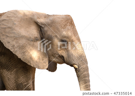 African elephant head with square angular shape. Isolated on white background African elephant head with square angular shape. Isolated on white background 47335014