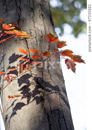 Autumn leaves and their shadows 47335881