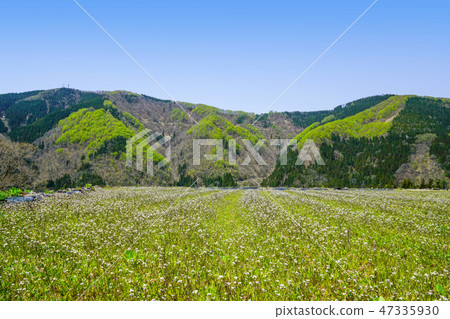 Spring landscape in Hida Miyagawa cho Kozo district Spring landscape in Hida Miyagawa cho Kozo district 47335930