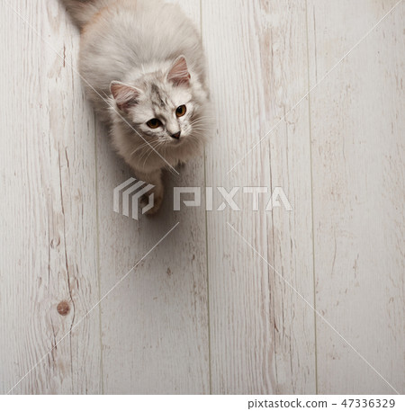 Gray cat sitting on white wood floor Gray cat sitting on white wood floor 47336329