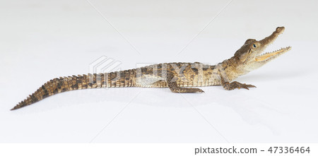 Young alligator with open mouth 47336464