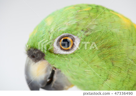 Close up of parrot eye 47336490