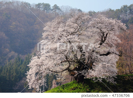 Cherry Blossoms	 47336706