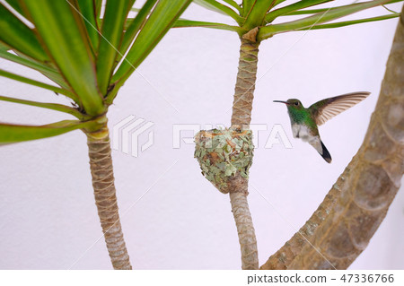 Female Glittering-Bellied Emerald hummingbird, Chlorostilbon Lucidus, flying back to her nest Female Glittering-Bellied Emerald hummingbird, Chlorostilbon Lucidus, flying back to her nest 47336766