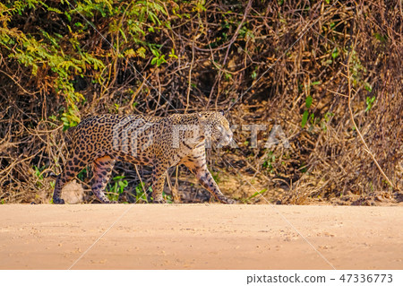 Jaguar, Panthera Onca, Female, Cuiaba River, Porto Jofre, Pantanal Matogrossense, Mato Grosso do Sul 47336773