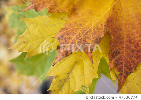 Outdoor yellow, red and green autumn leaves in the hands of a girl. Outdoor yellow, red and green autumn leaves in the hands of a girl. 47336774