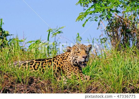Jaguar, Panthera Onca, on a riverbank, Cuiaba River, Porto Jofre, Pantanal Matogrossense, Mato 47336775