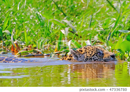 Jaguar, Panthera Onca, Female, swims across Cuiaba River, Porto Jofre, Pantanal Matogrossense 47336780