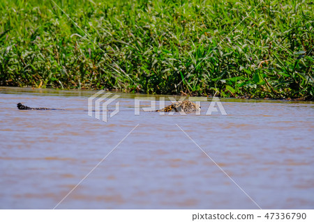 Jaguar, Panthera Onca, Female, swims across Cuiaba River, Porto Jofre, Pantanal Matogrossense 47336790