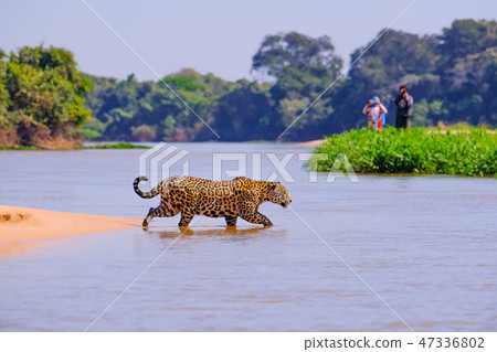 Jaguar, Panthera Onca, Female, observed by unrecognizable tourists crossing Cuiaba River, Pantanal 47336802