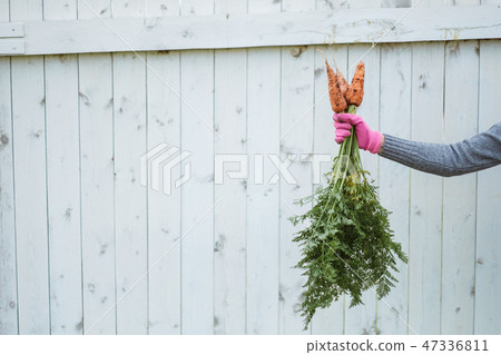Three carrots in a female hand against the background of a white fence. 47336811