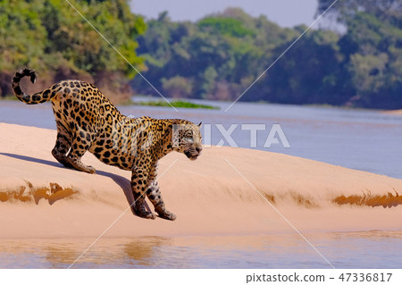 Jaguar, Panthera Onca, Female, Cuiaba River, Porto Jofre, Pantanal Matogrossense, Mato Grosso do Sul 47336817