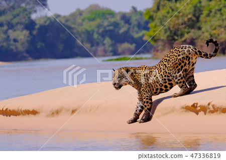 Jaguar, Panthera Onca, Female, Cuiaba River, Porto Jofre, Pantanal Matogrossense, Mato Grosso do Sul 47336819