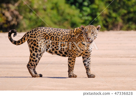 Jaguar, Panthera Onca, Female, Cuiaba River, Porto Jofre, Pantanal Matogrossense, Mato Grosso do Sul 47336828
