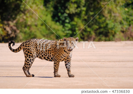 Jaguar, Panthera Onca, Female, Cuiaba River, Porto Jofre, Pantanal Matogrossense, Mato Grosso do Sul Jaguar, Panthera Onca, Female, Cuiaba River, Porto Jofre, Pantanal Matogrossense, Mato Grosso do Sul 47336830