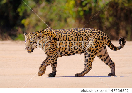 Jaguar, Panthera Onca, Female, Cuiaba River, Porto Jofre, Pantanal Matogrossense, Mato Grosso do Sul 47336832