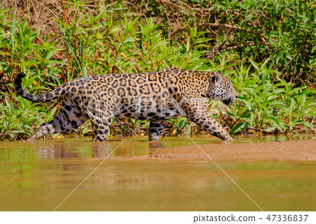 Jaguar, Panthera Onca, on the hunt, Cuiaba River, Porto Jofre, Pantanal Matogrossense, Mato Grosso 47336837