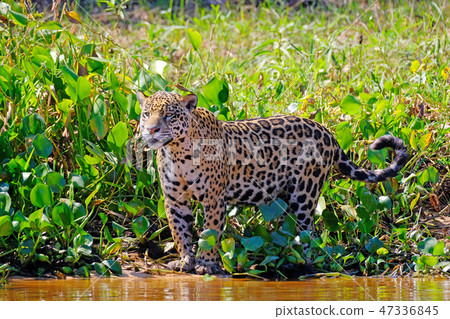 Jaguar, Panthera Onca, Cuiaba River, Porto Jofre, Pantanal Matogrossense, Mato Grosso do Sul, Brazil Jaguar, Panthera Onca, Cuiaba River, Porto Jofre, Pantanal Matogrossense, Mato Grosso do Sul, Brazil 47336845