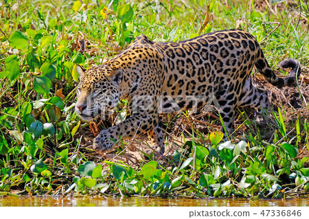 Jaguar, Panthera Onca, on the hunt, Cuiaba River, Porto Jofre, Pantanal Matogrossense, Mato Grosso Jaguar, Panthera Onca, on the hunt, Cuiaba River, Porto Jofre, Pantanal Matogrossense, Mato Grosso 47336846