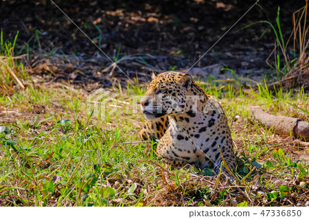 Jaguar, Panthera Onca, on a riverbank, Cuiaba River, Porto Jofre, Pantanal Matogrossense, Mato 47336850