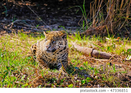 Jaguar, Panthera Onca, on a riverbank, Cuiaba River, Porto Jofre, Pantanal Matogrossense, Mato Jaguar, Panthera Onca, on a riverbank, Cuiaba River, Porto Jofre, Pantanal Matogrossense, Mato 47336851