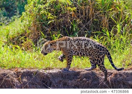 Jaguar, Panthera Onca, on the hunt, Cuiaba River, Porto Jofre, Pantanal Matogrossense, Mato Grosso 47336866