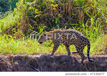 Jaguar, Panthera Onca, on the hunt, Cuiaba River, Porto Jofre, Pantanal Matogrossense, Mato Grosso 47336877