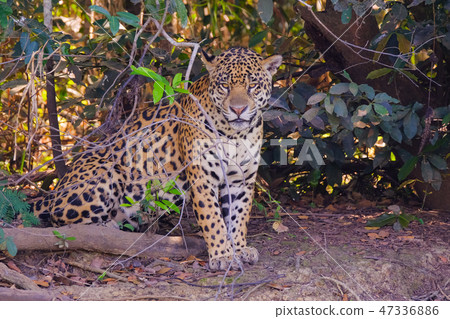 Jaguar, Panthera Onca, on a riverbank, Cuiaba River, Porto Jofre, Pantanal Matogrossense, Mato Jaguar, Panthera Onca, on a riverbank, Cuiaba River, Porto Jofre, Pantanal Matogrossense, Mato 47336886