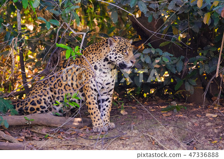 Jaguar, Panthera Onca, on a riverbank, Cuiaba River, Porto Jofre, Pantanal Matogrossense, Mato Jaguar, Panthera Onca, on a riverbank, Cuiaba River, Porto Jofre, Pantanal Matogrossense, Mato 47336888