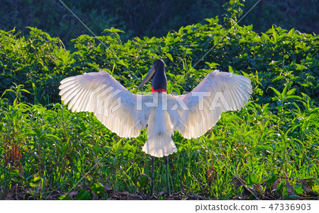 Jabiru Stork, Jabiru Mycteria, Cuiaba River, Porto Jofre, Pantanal Matogrossense, Mato Grosso do Sul 47336903