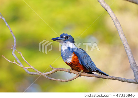 Female Ringed Kingfisher, Megaceryle Torquata, a large and noisy kingfisher bird, Pantanal, Brazil 47336940