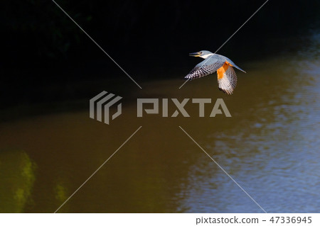 Flying female Ringed Kingfisher, Megaceryle Torquata, a large and noisy kingfisher bird, Pantanal Flying female Ringed Kingfisher, Megaceryle Torquata, a large and noisy kingfisher bird, Pantanal 47336945