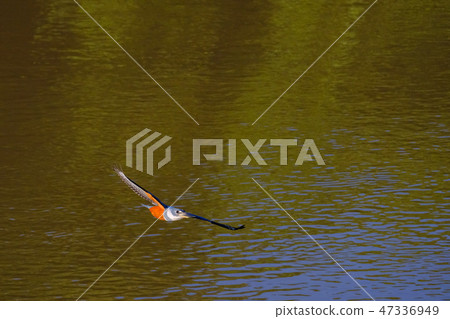 Flying female Ringed Kingfisher, Megaceryle Torquata, a large and noisy kingfisher bird, Pantanal 47336949