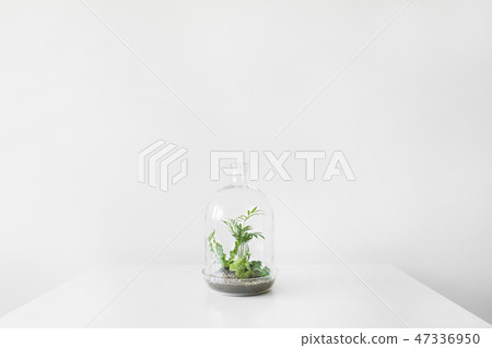 Green plants in pots protected by a glass dome bottle on a white background. 47336950