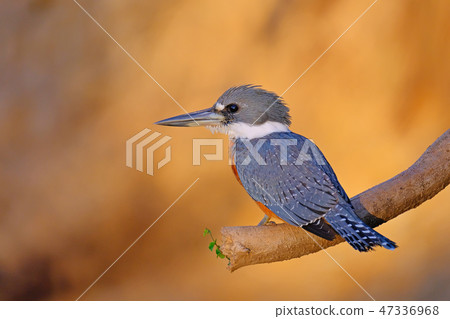 Male Ringed Kingfisher, Megaceryle Torquata, a large and noisy kingfisher bird, Pantanal, Brazil Male Ringed Kingfisher, Megaceryle Torquata, a large and noisy kingfisher bird, Pantanal, Brazil 47336968