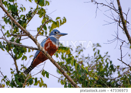 Female Ringed Kingfisher, Megaceryle Torquata, a large and noisy kingfisher bird, Pantanal, Brazil Female Ringed Kingfisher, Megaceryle Torquata, a large and noisy kingfisher bird, Pantanal, Brazil 47336973
