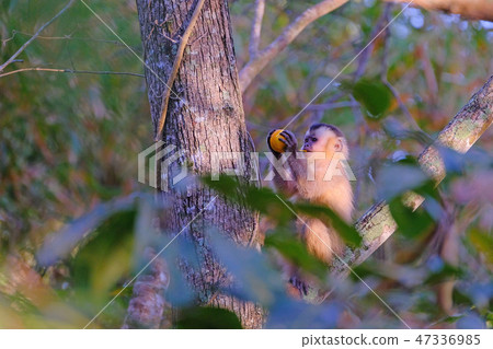 Azaras's Capuchin or Hooded Capuchin, Sapajus Cay, Simia Apella or Cebus Apella, Mato Grosso Azaras's Capuchin or Hooded Capuchin, Sapajus Cay, Simia Apella or Cebus Apella, Mato Grosso 47336985