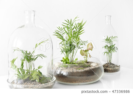 Few green plants in pots protected by a glass dome bottle on a white background. Few green plants in pots protected by a glass dome bottle on a white background. 47336986