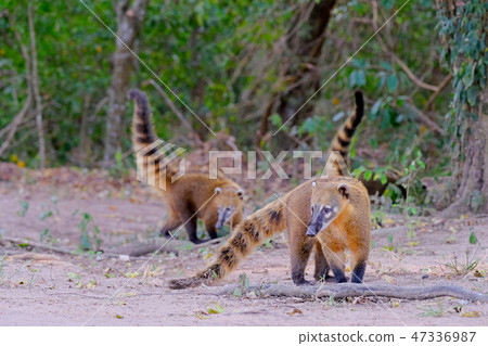 Crab-eating Raccoons, South American Raccoons, Procyon Cancrivorus, Mato Grosso, Pantanal, Brazil Crab-eating Raccoons, South American Raccoons, Procyon Cancrivorus, Mato Grosso, Pantanal, Brazil 47336987