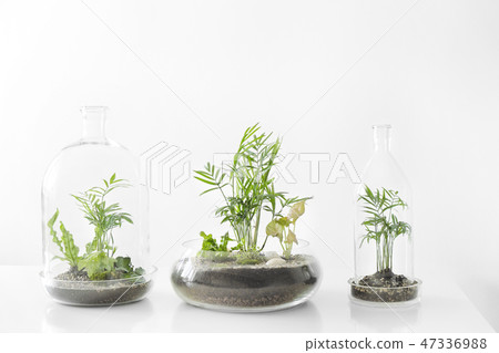 Few green plants in pots protected by a glass dome bottle on a white background. Few green plants in pots protected by a glass dome bottle on a white background. 47336988