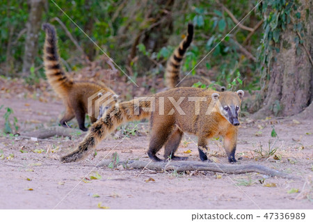 Crab-eating Raccoons, South American Raccoons, Procyon Cancrivorus, Mato Grosso, Pantanal, Brazil Crab-eating Raccoons, South American Raccoons, Procyon Cancrivorus, Mato Grosso, Pantanal, Brazil 47336989