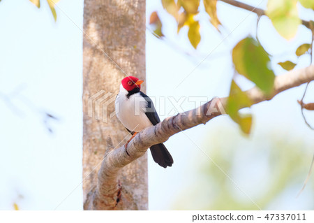 Yellow-billed Cardinal, Paroaria Capitata, black and white song bird with red head, Mato Grosso 47337011