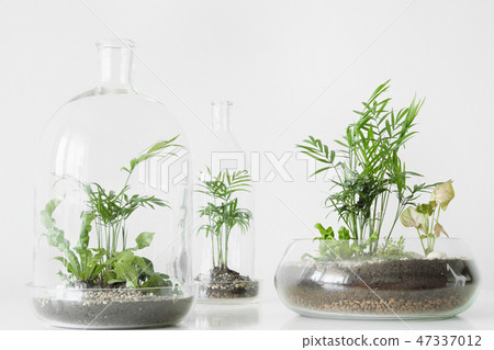 Few green plants in pots protected by a glass dome bottle on a white background. Few green plants in pots protected by a glass dome bottle on a white background. 47337012