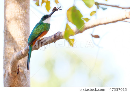 Rufous-tailed Jacamar, Galbula Ruficauda, green and orange bird with long bill, Mato Grosso 47337013