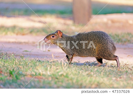 Agouti, aguti or common agouti, Dasyprocta, family of the Dasyproctidae, a rodent with brown fur 47337026